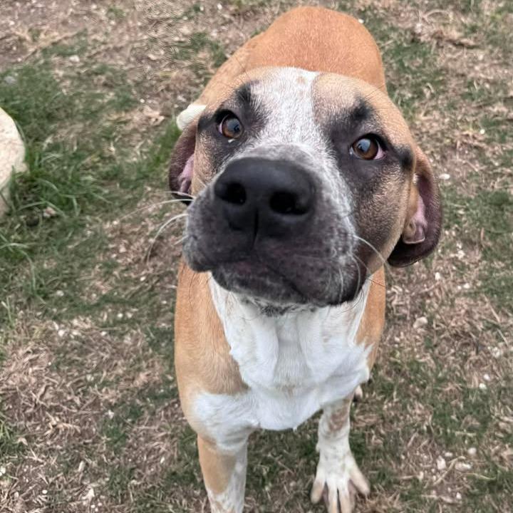 Enlarge Blues, a Adoptable mixed breed in Beaumont, TX image 1/4