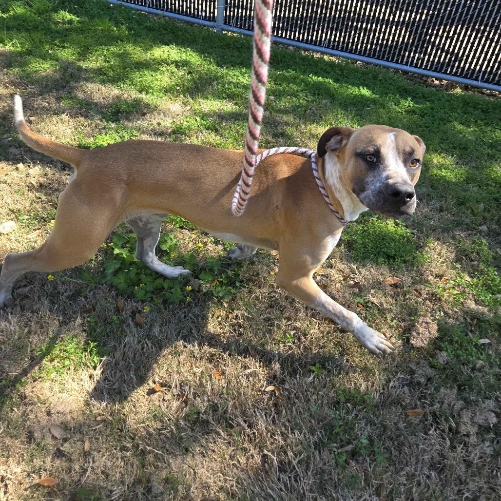 Enlarge Blues, a Adoptable mixed breed in Beaumont, TX image 2/4