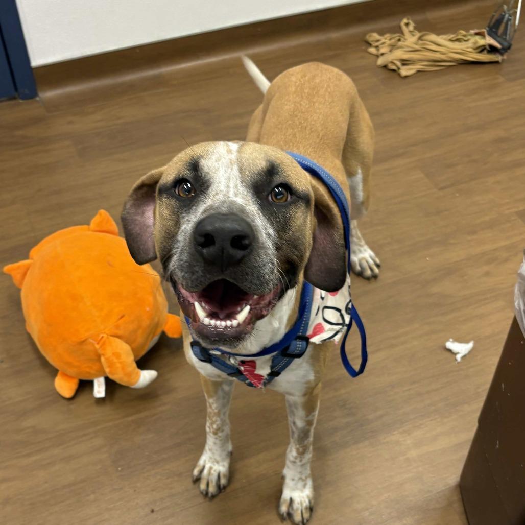 Enlarge Blues, a Adoptable mixed breed in Beaumont, TX image 3/4