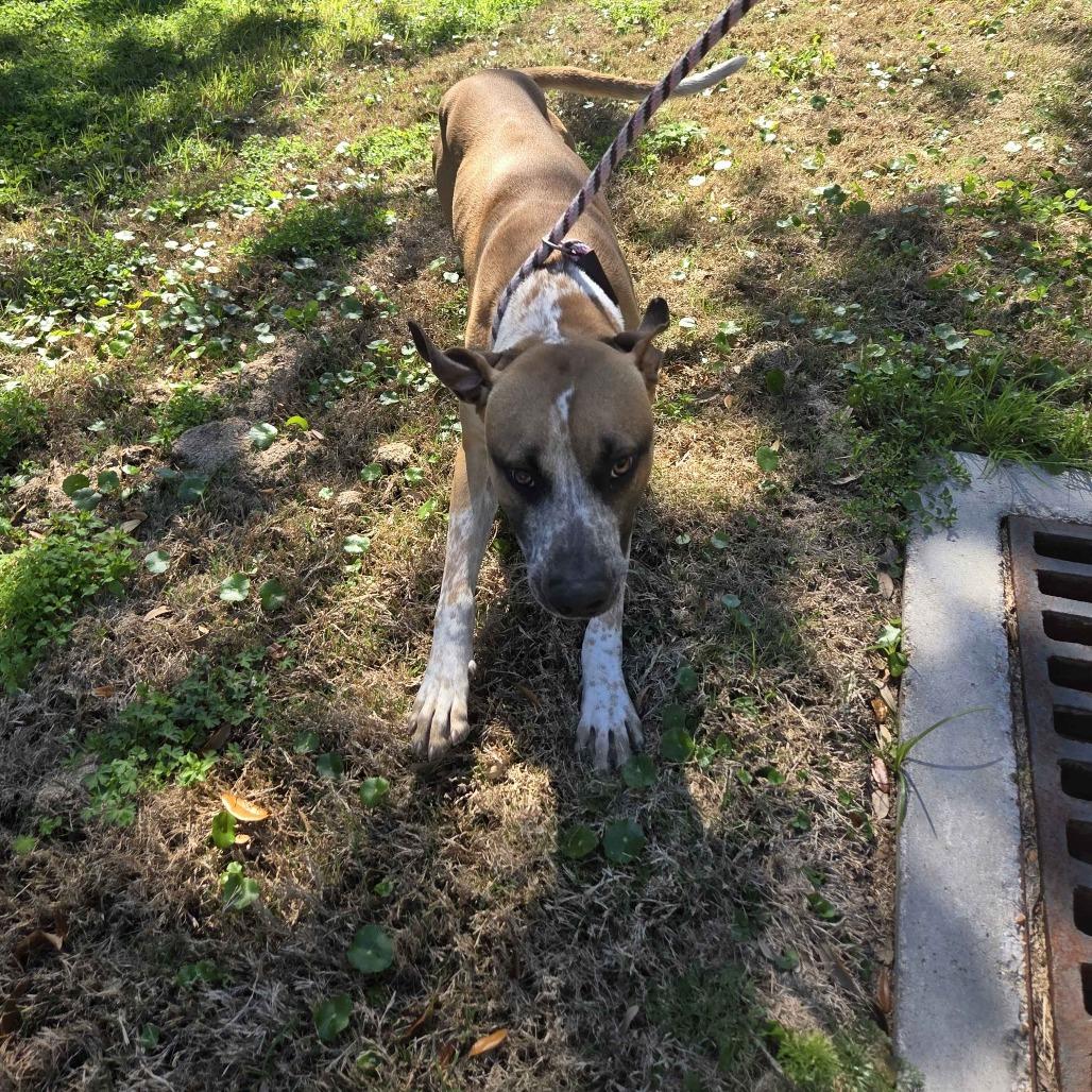Enlarge Blues, a Adoptable mixed breed in Beaumont, TX image 4/4