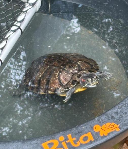 Rita, a Adoptable Red-Eared Slider in Berlin, CT image 1/2