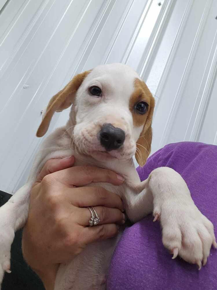 Hound Dawgs : Clark, Adopted, Puppy Male Hound & Setter.