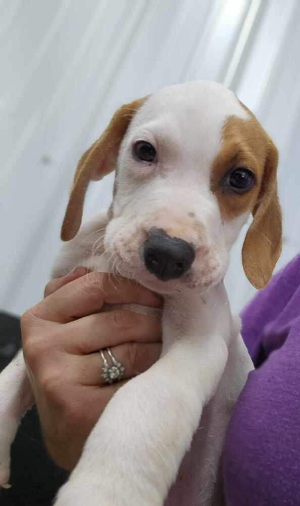 Enlarge Hound Dawgs : Clark, a Adopted mixed breed in Osgood, IN image 2/4