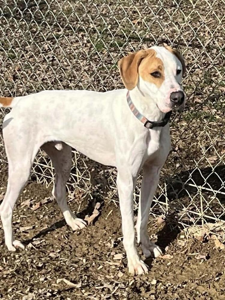 Enlarge Hound Dawgs : Clark, a Adopted mixed breed in Osgood, IN image 3/6
