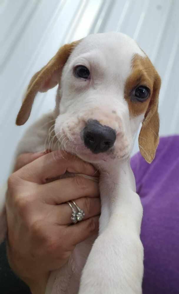 Enlarge Hound Dawgs : Clark, a Adopted mixed breed in Osgood, IN image 3/4