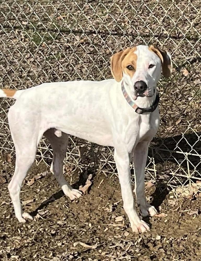 Enlarge Hound Dawgs : Clark, a Adopted mixed breed in Osgood, IN image 5/6
