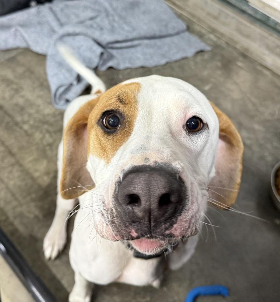 Enlarge Hound Dawgs : Clark, a Adopted mixed breed in Osgood, IN image 4/4