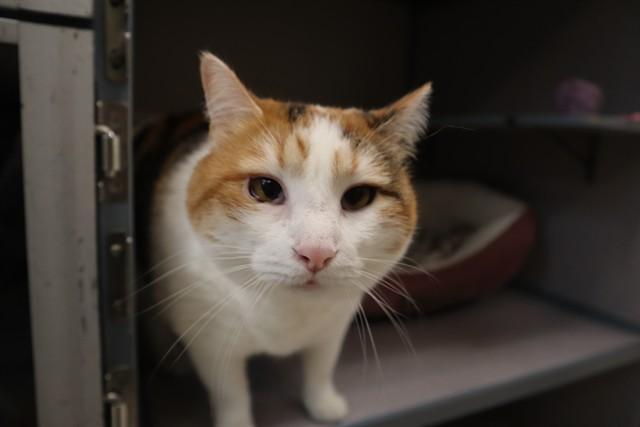 ATHENA, Adoptable, Adult Female Domestic Short Hair.