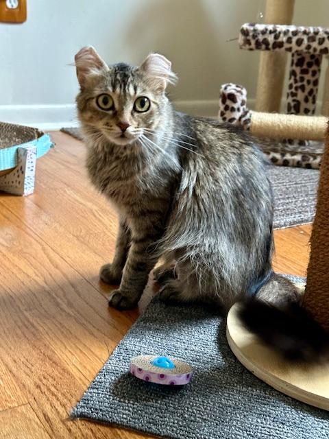 ZARALANGA, a Adoptable Domestic Long Hair in Highland Park, NJ image 3/6