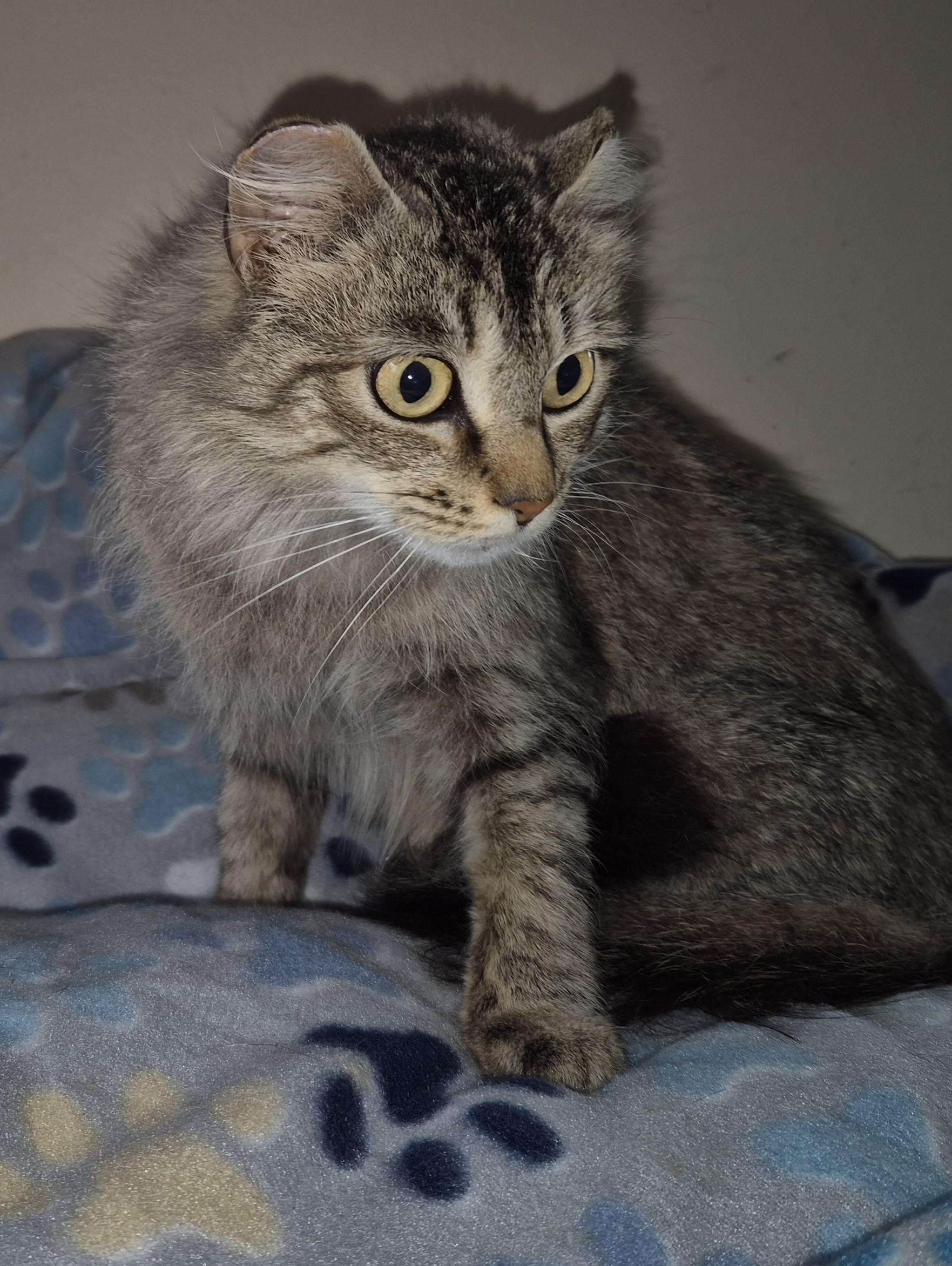 ZARALANGA, a Adoptable Domestic Long Hair in Highland Park, NJ image 2/6