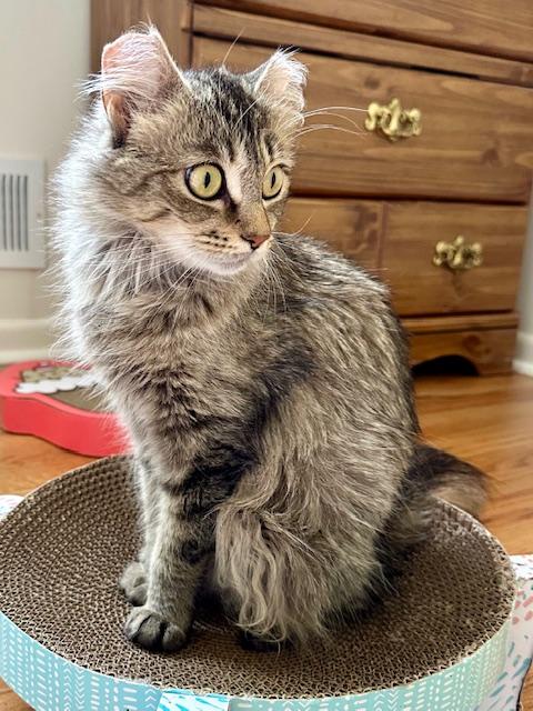 ZARALANGA, a Adoptable Domestic Long Hair in Highland Park, NJ image 5/6