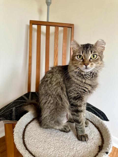 ZARALANGA, a Adoptable Domestic Long Hair in Highland Park, NJ image 4/6