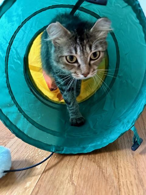 ZARALANGA, a Adoptable Domestic Long Hair in Highland Park, NJ image 6/6