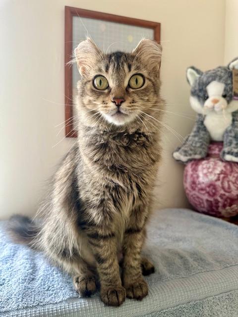 ZARALANGA, a Adoptable Domestic Long Hair in Highland Park, NJ image 1/6