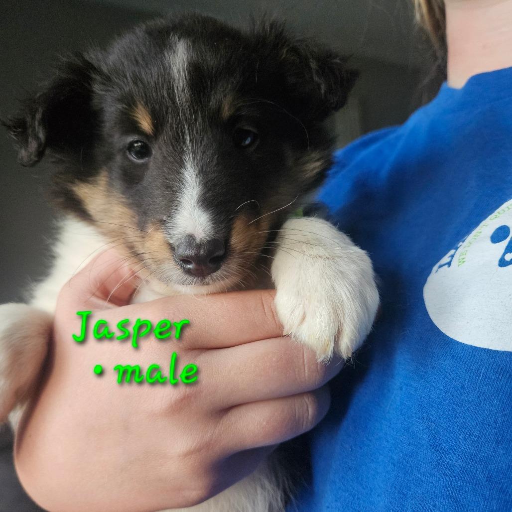 Enlarge Jasper, a Adoptable Shetland Sheepdog / Sheltie in Tomah, WI image 1/1