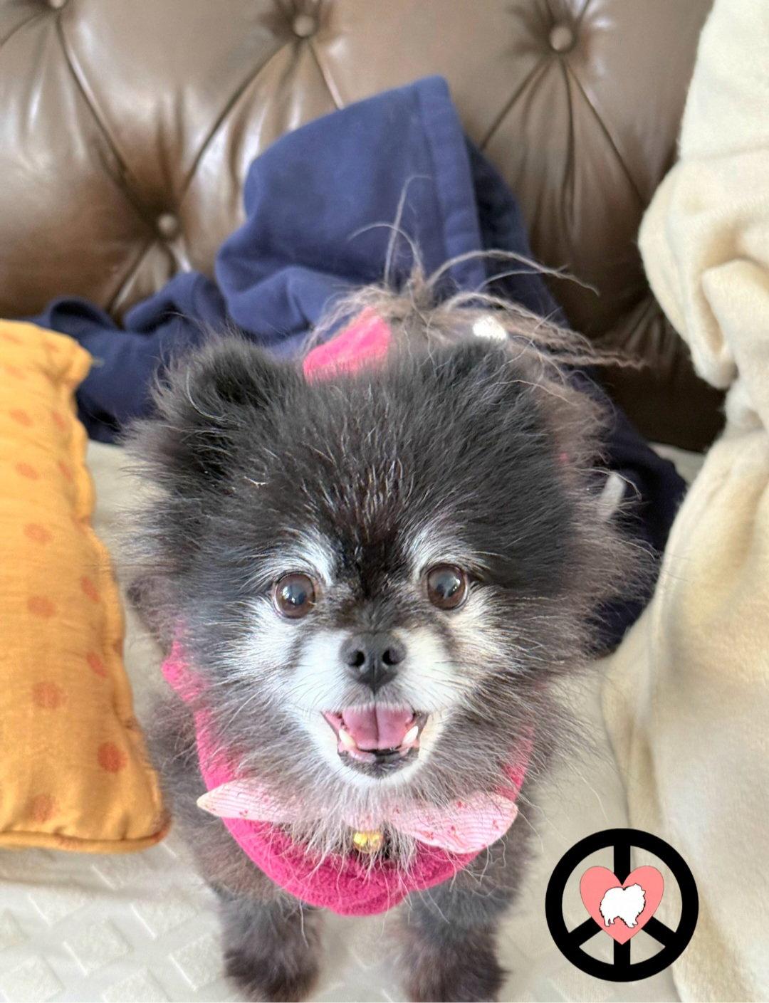 Enlarge Mira, a Adopted Pomeranian in Lebanon, PA image 1/3