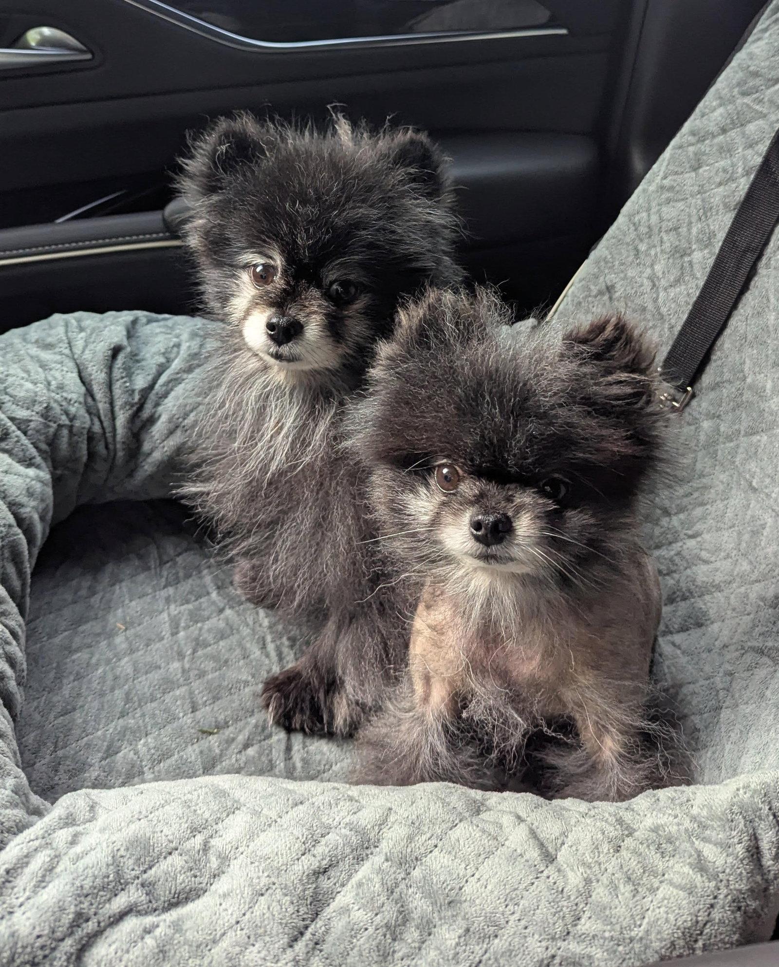 Enlarge Mira, a Adopted Pomeranian in Lebanon, PA image 3/3