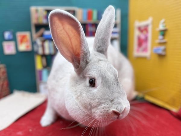 Daisy, Adoptable, Adult Female American.