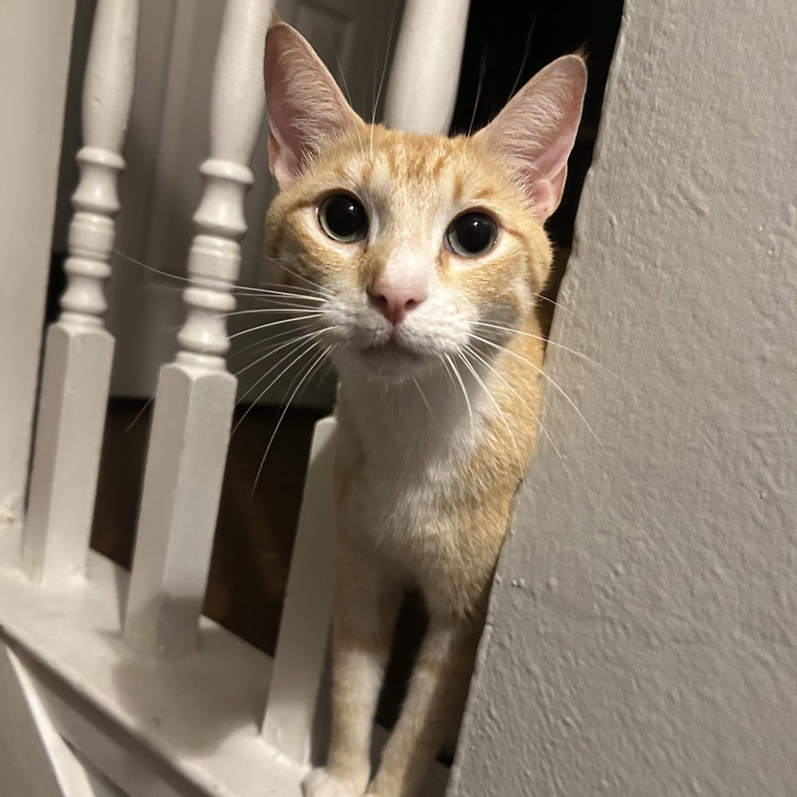 Chester, Adoptable, Young Male Tabby.