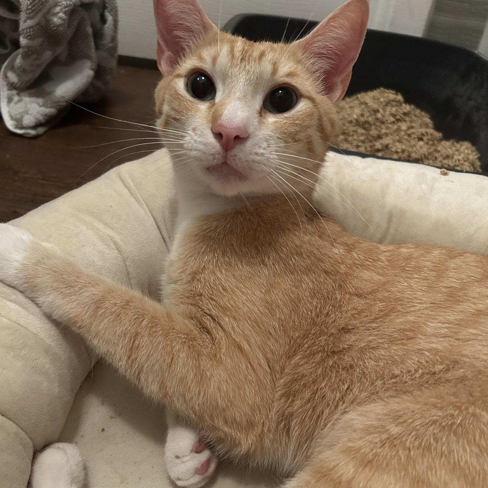 Enlarge Chester, a Adoptable Tabby in Garland, TX image 2/3