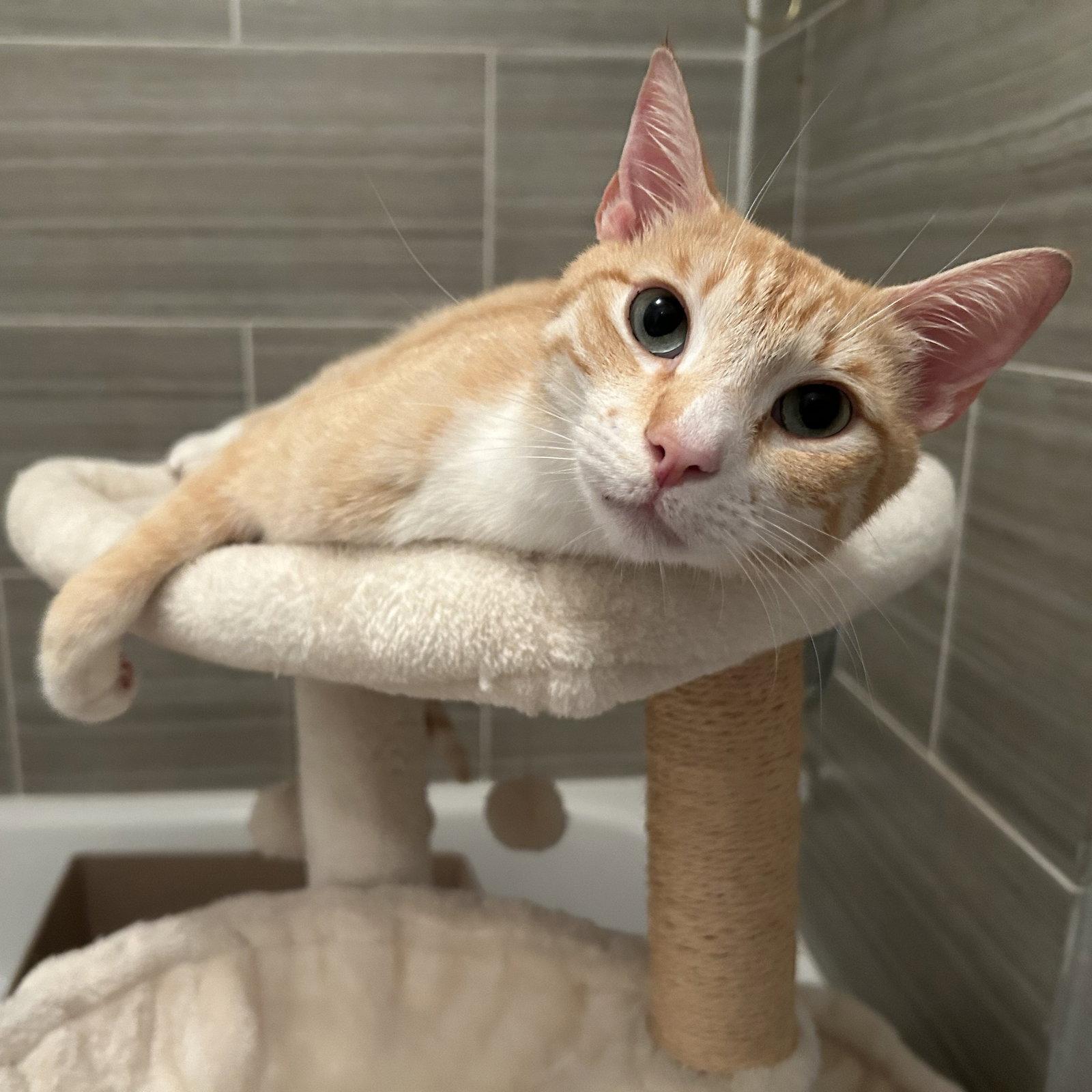 Enlarge Chester, a Adoptable Tabby in Garland, TX image 3/3