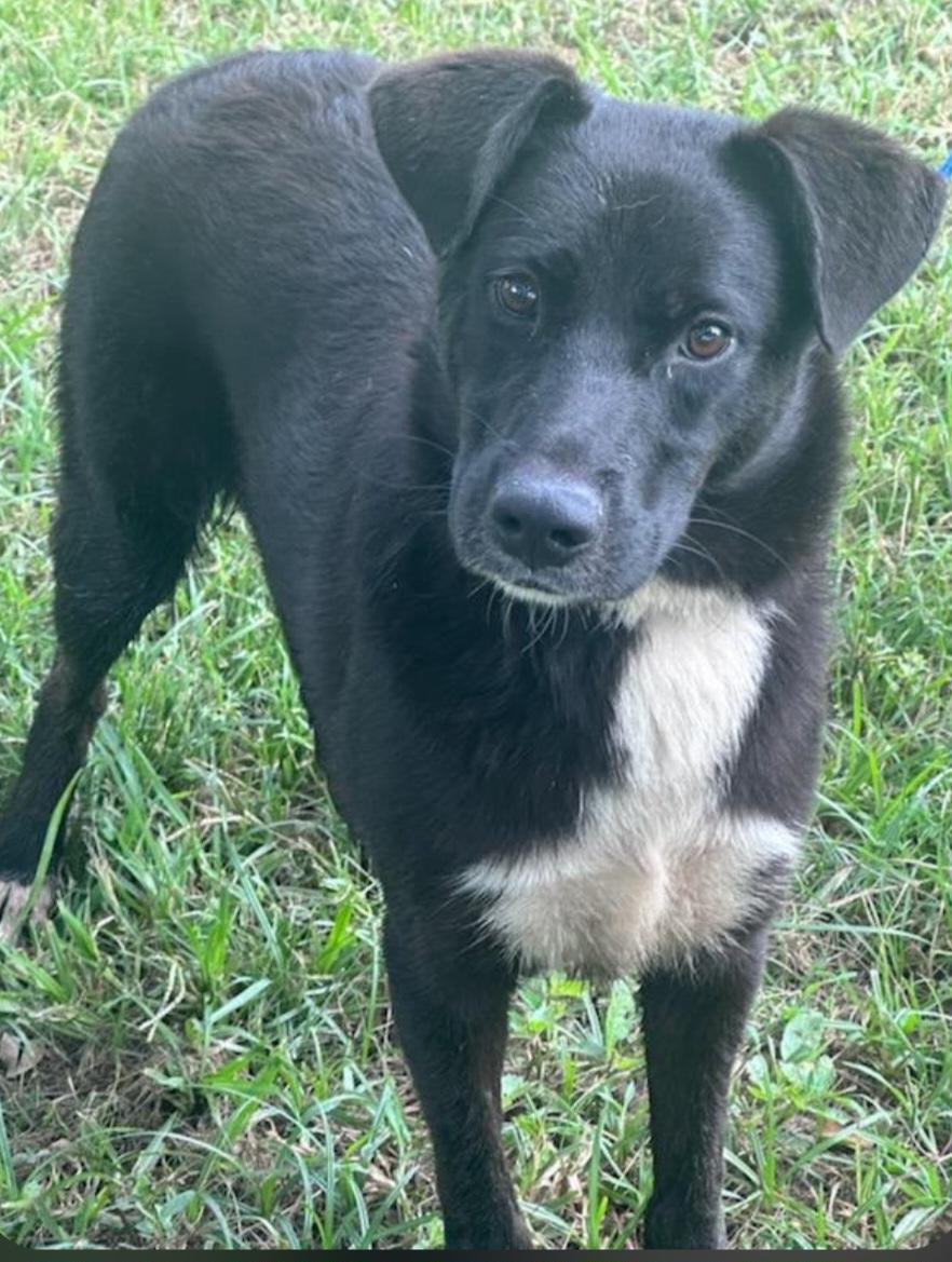 Mario, Adoptable, Young Male Labrador Retriever & Border Collie.