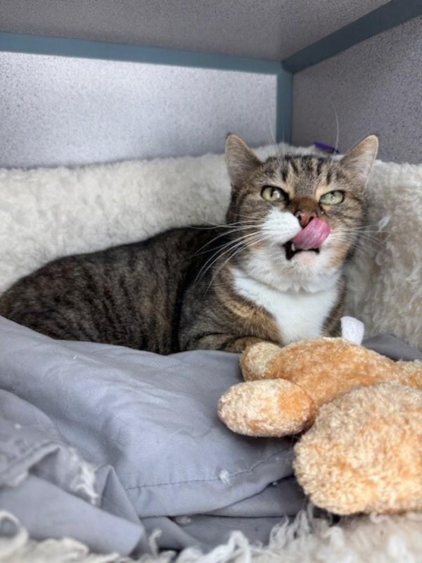 Chelsea, Adoptable, Senior Female Domestic Short Hair.