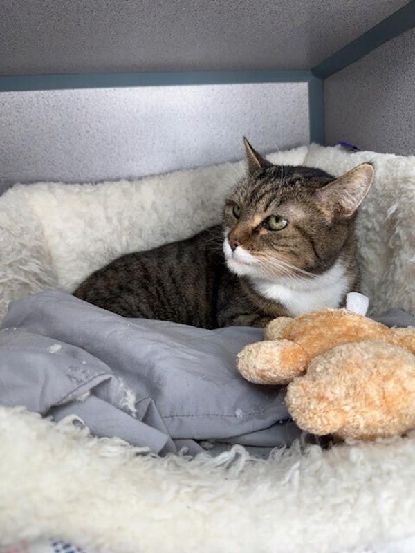 Enlarge Chelsea, a Adoptable mixed breed in Skillman, NJ image 4/5