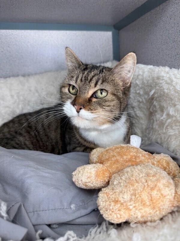 Enlarge Chelsea, a Adoptable mixed breed in Skillman, NJ image 5/5