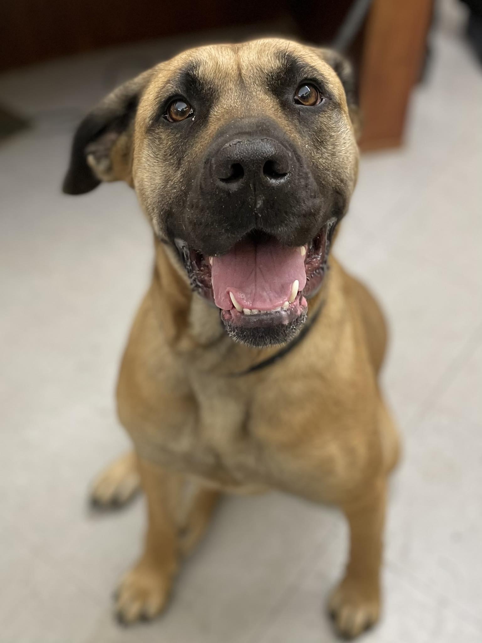 April, Adoptable, Adult Female Mastiff.