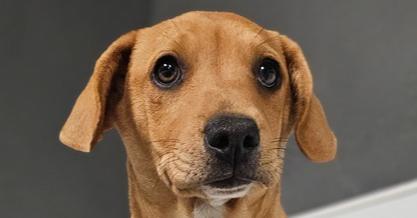 Gobble #3959, a Adoptable mixed breed image 1/4