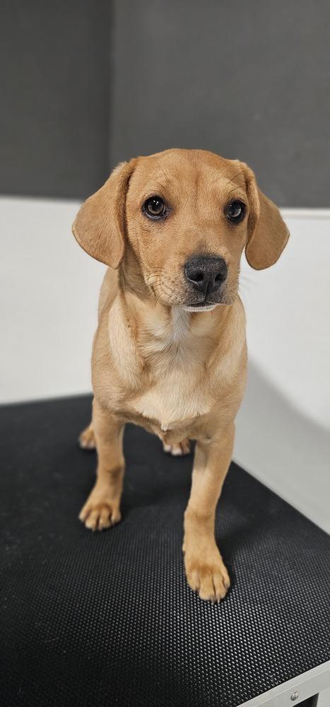 Gobble #3959, a Adoptable mixed breed image 3/4