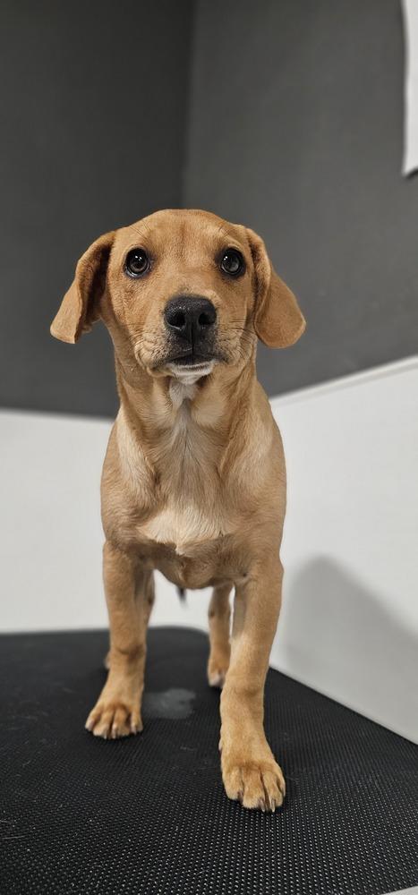 Gobble #3959, a Adoptable mixed breed image 4/4