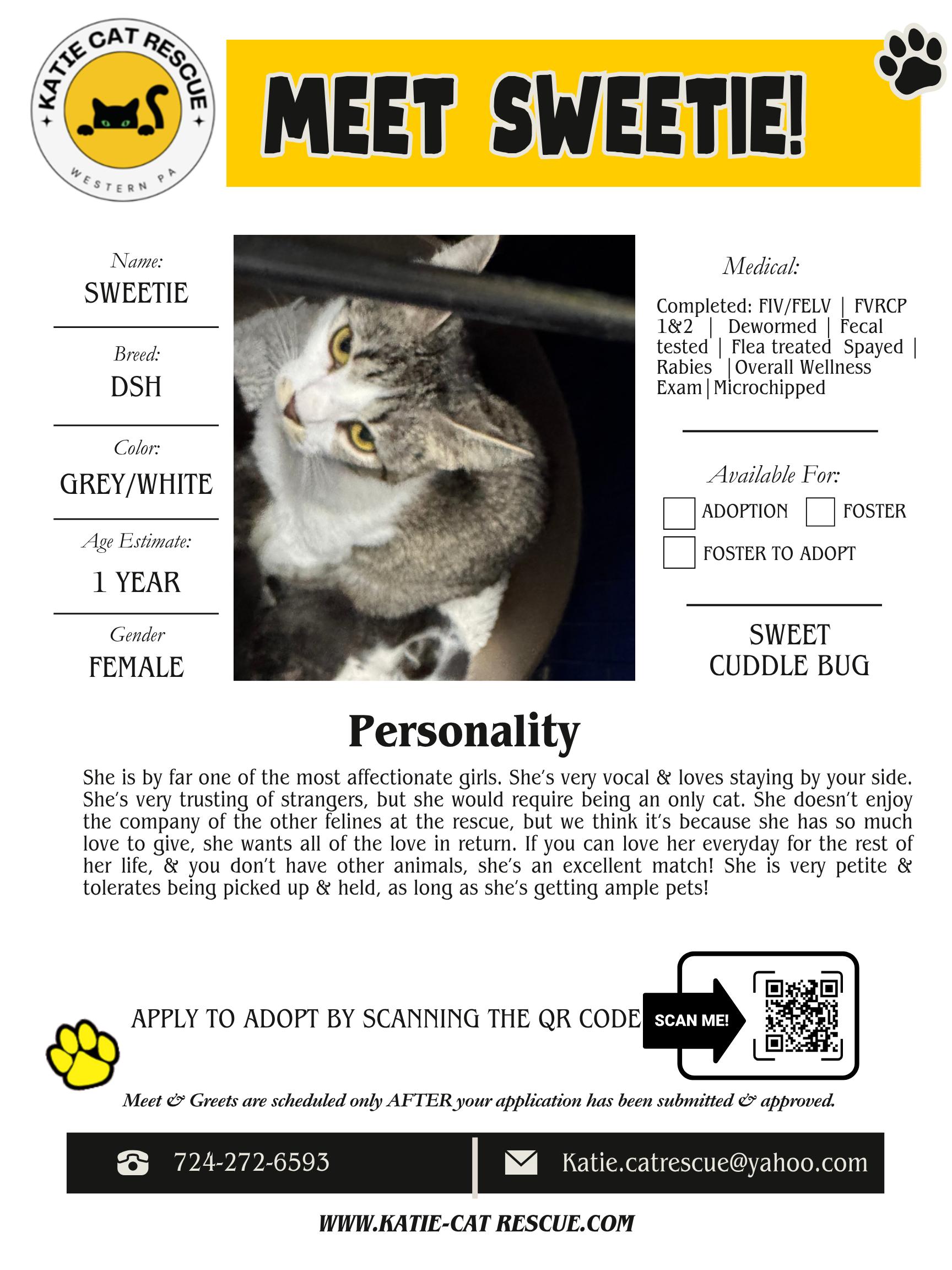 Sweetie, ADOPTABLE, Adult Female Domestic Short Hair.