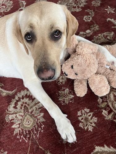 Enlarge Summer #17, a ADOPTABLE Yellow Labrador Retriever in Killingworth, CT image 3/5