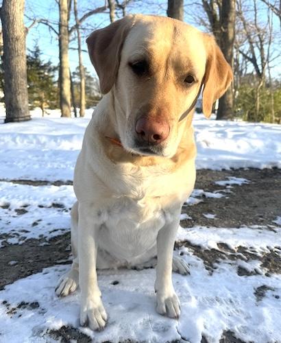 Enlarge Summer #17, a ADOPTABLE Yellow Labrador Retriever in Killingworth, CT image 4/5
