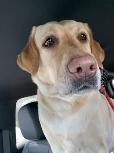 Enlarge Summer #17, a ADOPTABLE Yellow Labrador Retriever in Killingworth, CT image 2/5