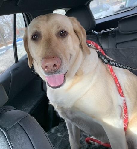 Summer #17, ADOPTABLE, Adult Female Yellow Labrador Retriever.