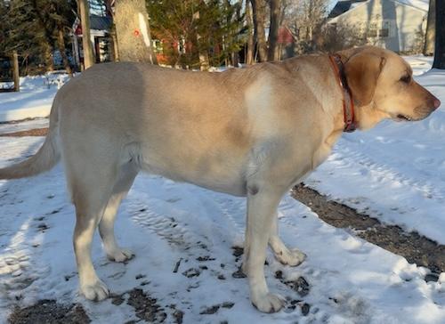 Enlarge Summer #17, a ADOPTABLE Yellow Labrador Retriever in Killingworth, CT image 5/5