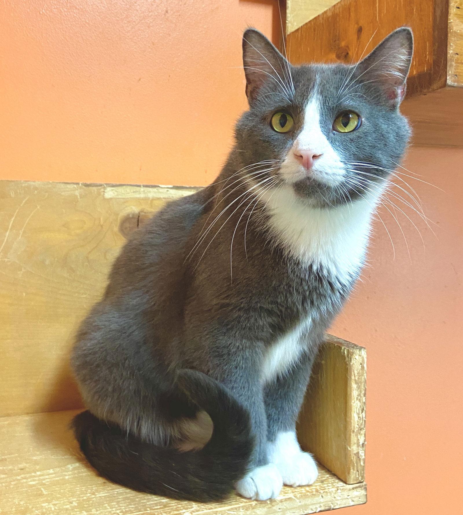 Dexter, Adoptable, Young Male Domestic Short Hair.