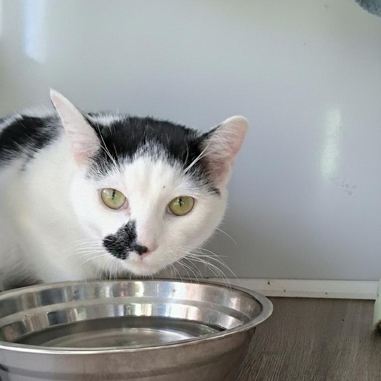 Enlarge Joey, a Adoptable Domestic Short Hair in Spartanburg, SC image 6/6