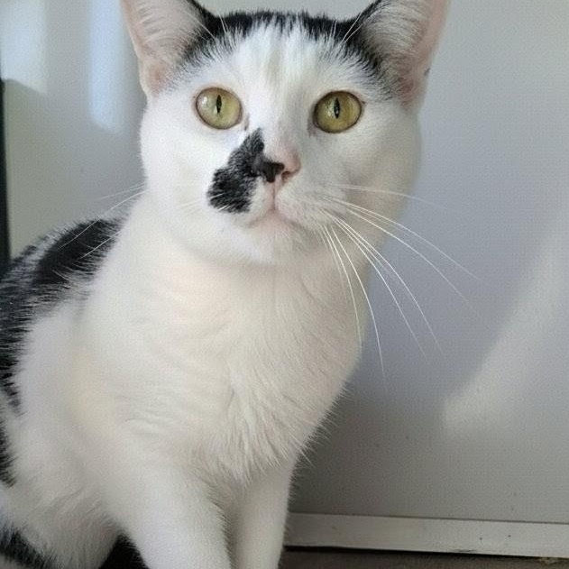 Joey, Adoptable, Kitten Male Domestic Short Hair.