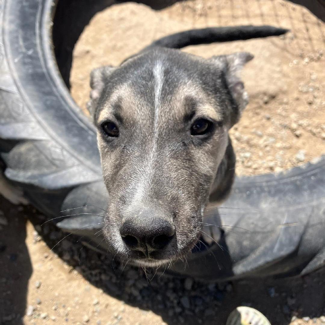 Enlarge Chonk, an adopted mixed breed in San Luis, CO image 1/1