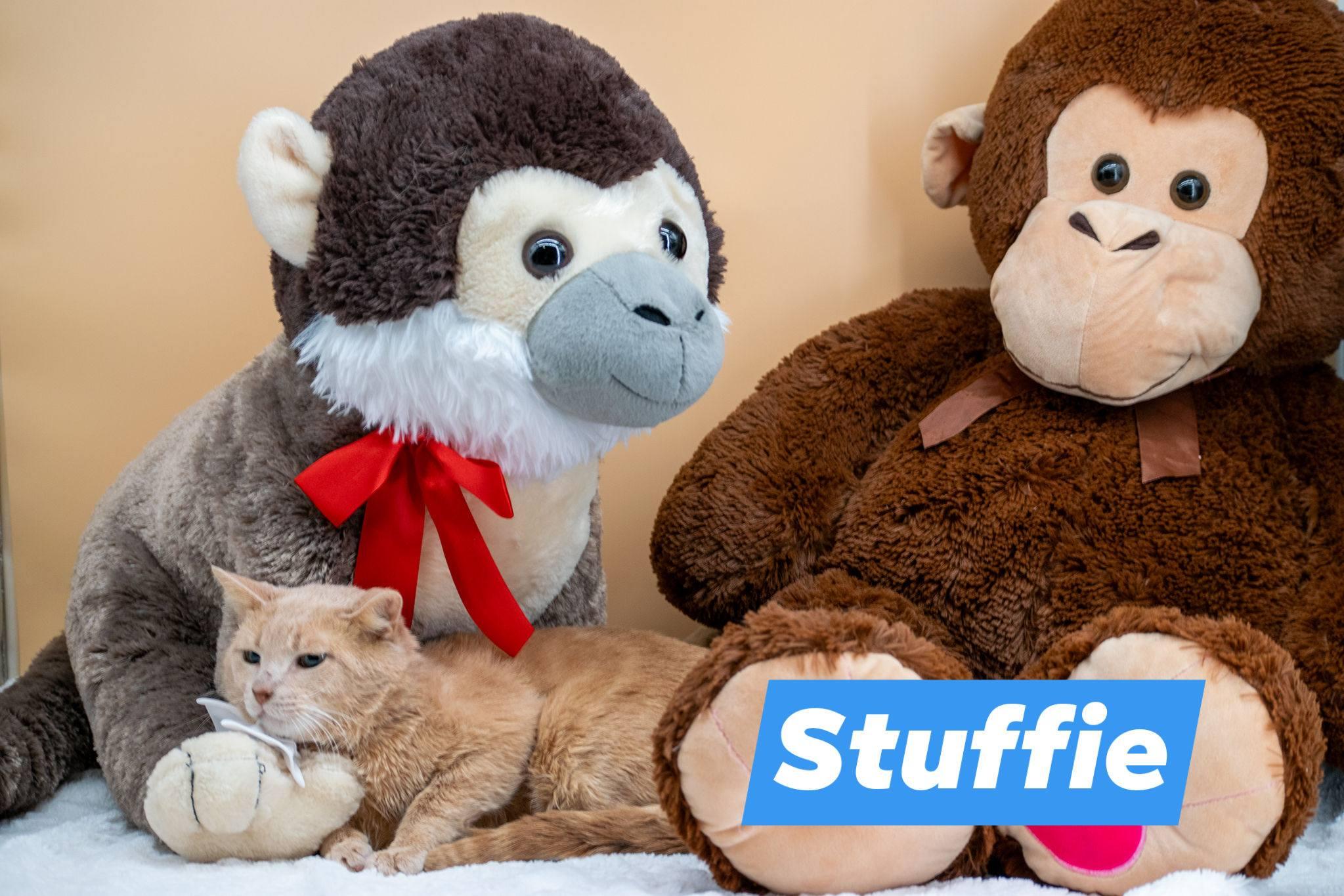 Stuffie, a ADOPTABLE Domestic Short Hair in Sevierville, TN image 1/5