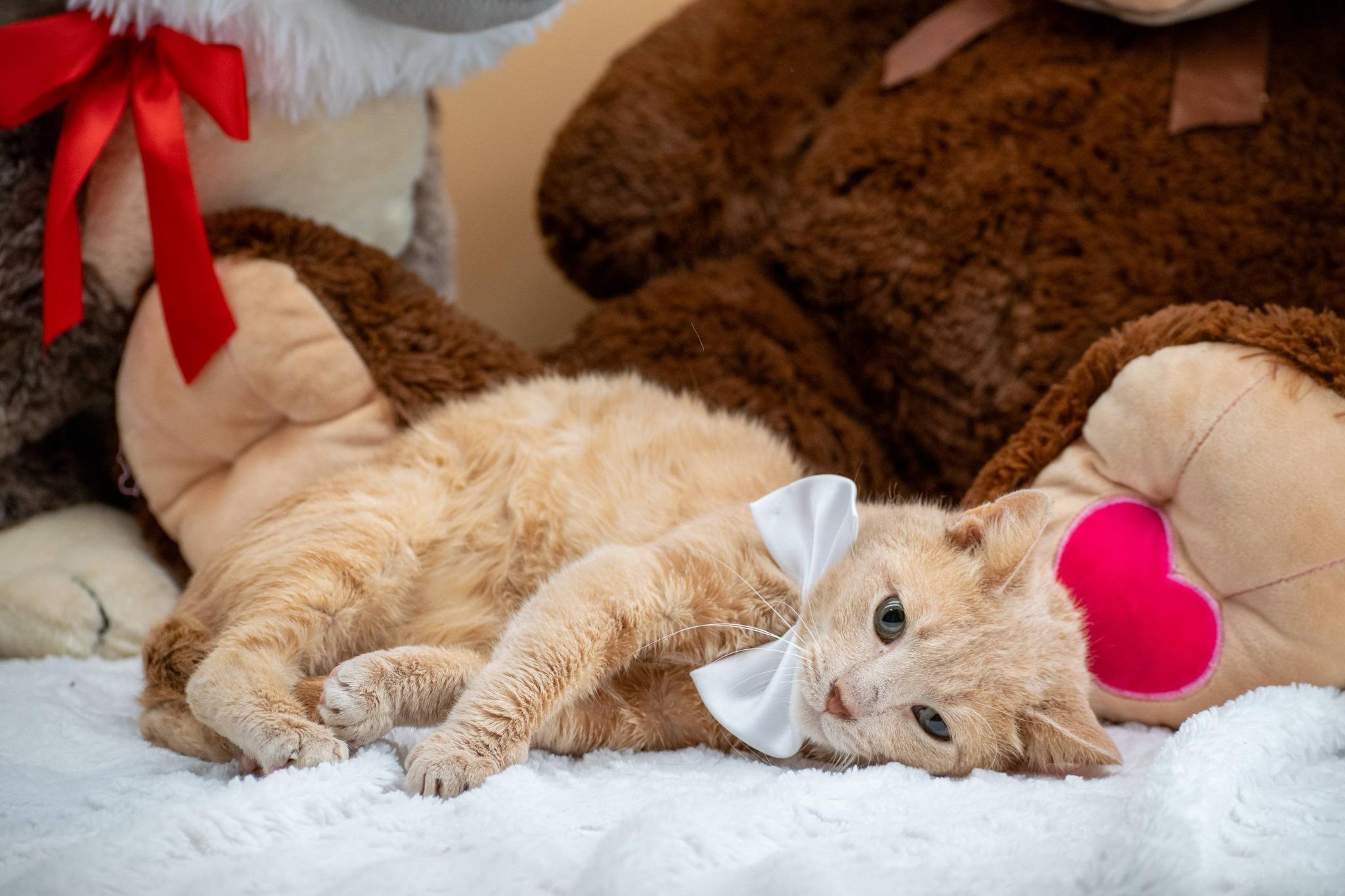 Stuffie, a ADOPTABLE Domestic Short Hair in Sevierville, TN image 4/5