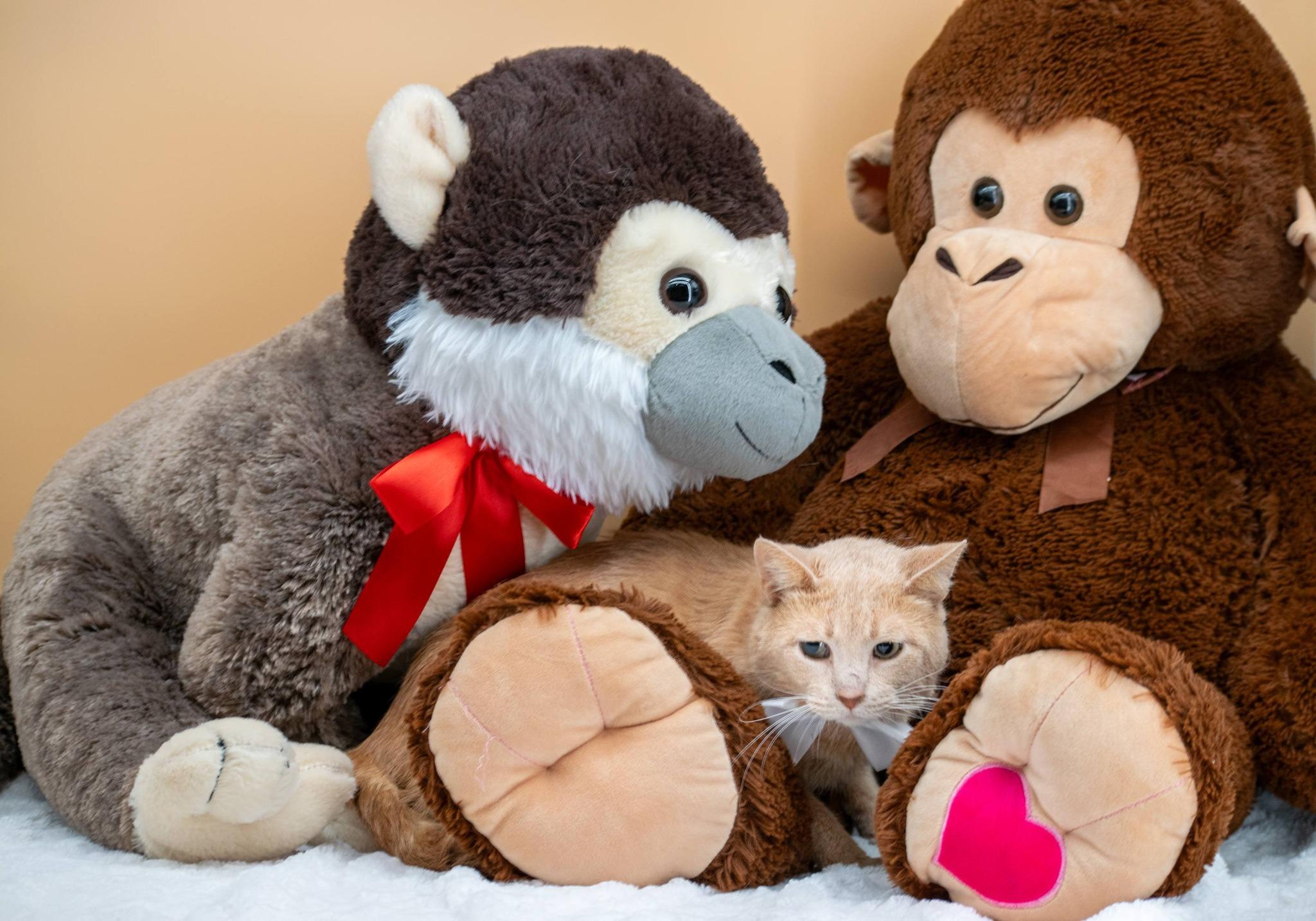 Stuffie, a ADOPTABLE Domestic Short Hair in Sevierville, TN image 5/5