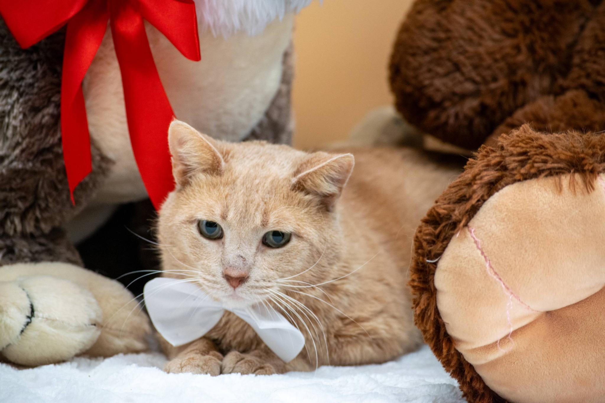 Stuffie, a ADOPTABLE Domestic Short Hair in Sevierville, TN image 2/5