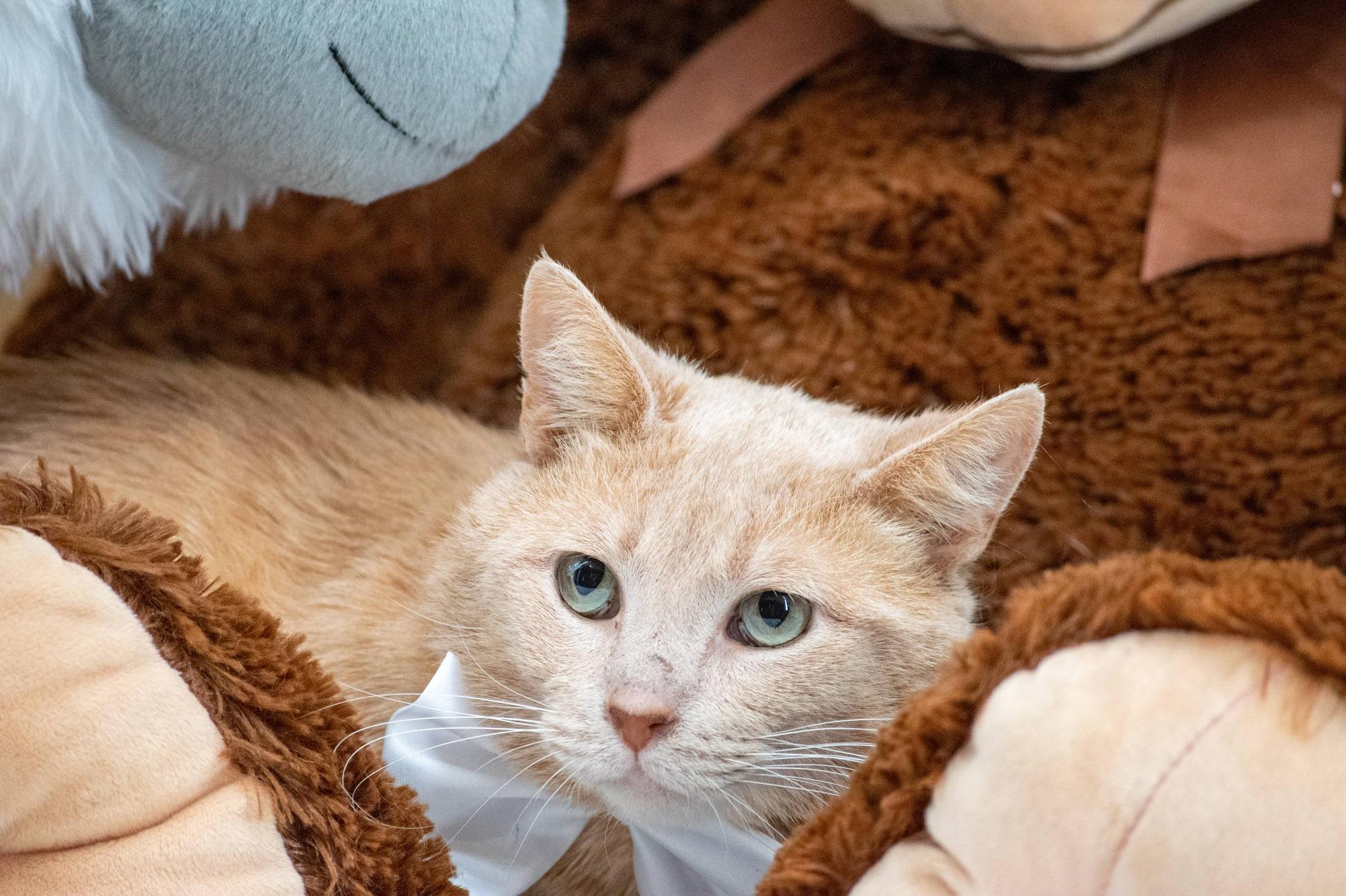 Stuffie, a ADOPTABLE Domestic Short Hair in Sevierville, TN image 3/5