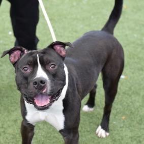 Sullivan, Adoptable, Adult Male Mixed Breed.