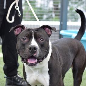 Enlarge Sullivan, a Adoptable Mixed Breed in Jersey City, NJ image 2/3